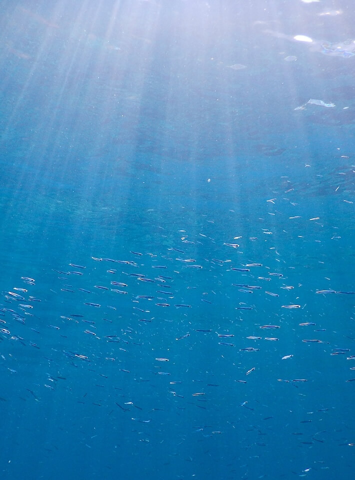 空の光が当たってる海の中